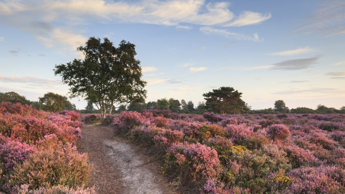 Field of heather, Dunwich Heath, Suffolk